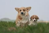 CORGI PEMBROKE 1249